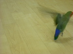 さくぼー♂002飛ぶ01.jpg