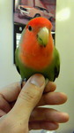 さくぼー♂-100810-03.jpg